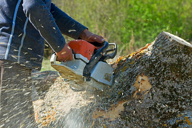 Trusted Los Alamitos, CA Tree Service Experts